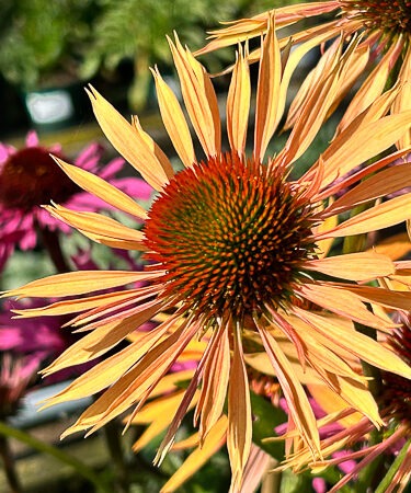 Echinacea purpurea 'Big Kahuna'