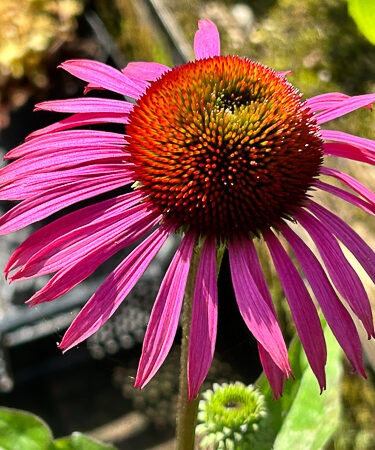 Echinacea Purpurea 'Rubinstern'