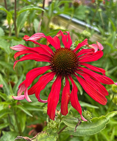Echinacea 'Tomato Soup'