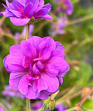 Geranium prat. 'Plenum Violaceum' AGM