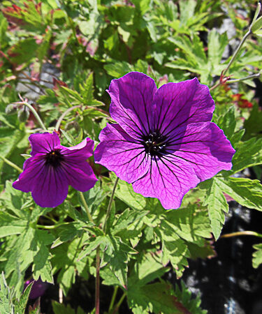 Geranium 'Red Admiral'