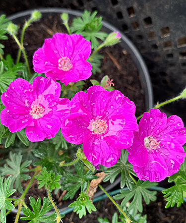 Geranium sang. 'Pink Diadem'