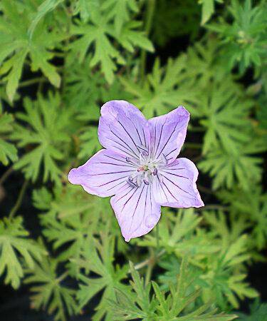 Geranium shikokianum