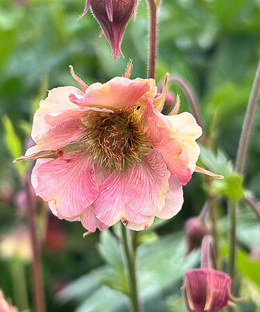 Geum 'Pink Petticoats'