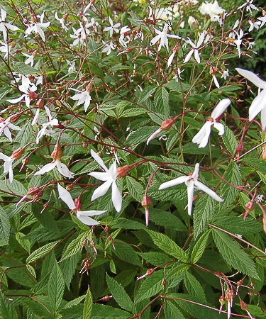Gillenia trifoliata AGM