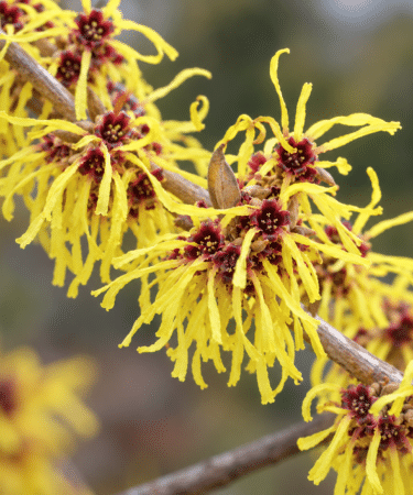 Hamamelis 'Yamina'
