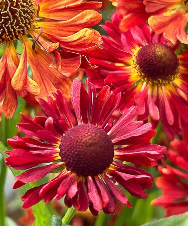 Helenium 'Ranchera'