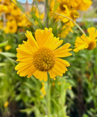Helenium 'Wyndley'