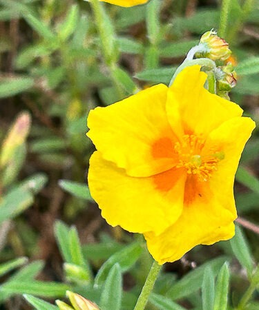 Helianthemum 'Ben Fhada'