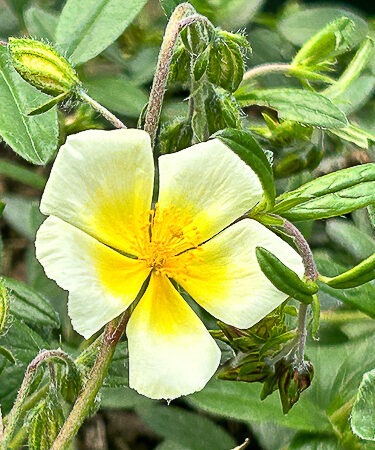 Helianthemum 'Elfenbeinglanz'