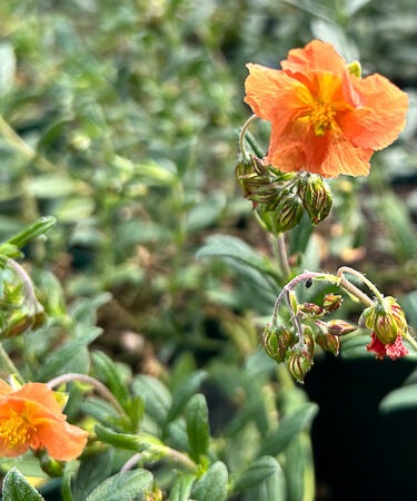 Helianthemum 'Honeymoon'