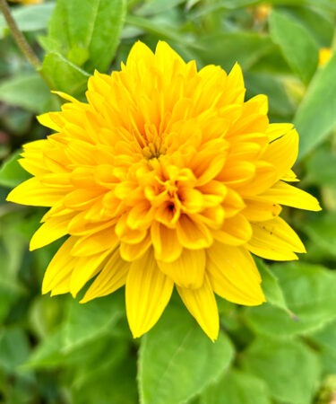 Helianthus Decap. 'Sunshine'