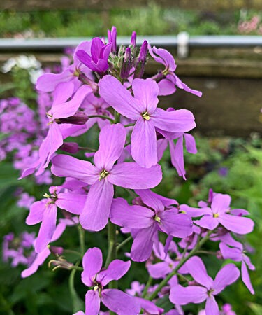 Hesperis matronalis