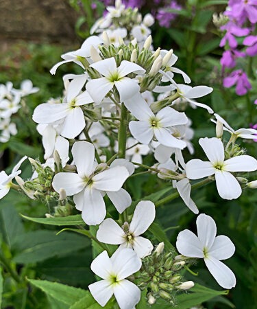 Hesperis matronalis 'Alba'