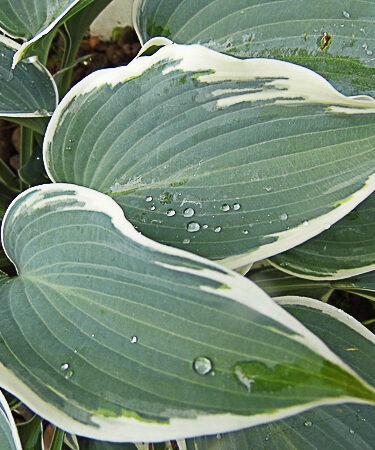 Hosta 'El Nino'