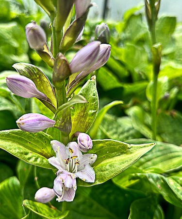 Hosta 'Inniswood'