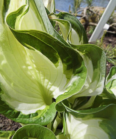 Hosta 'Whirlwind' AGM