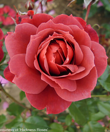 Rosa 'Hot Chocolate'