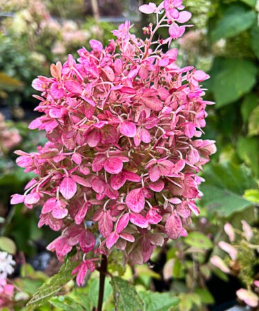 Hydrangea paniculata 'Magical Andes'