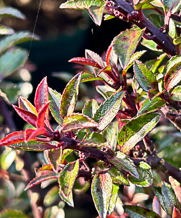 Ilex meserveae 'Gentle'