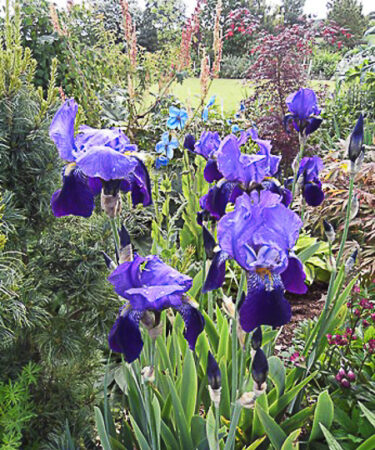 Iris pumila 'Gleaming Gold'