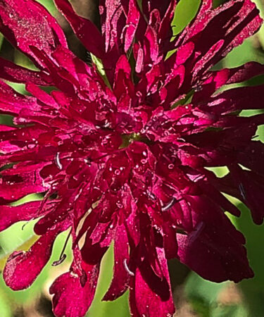 Knautia Mace. 'Red Knight'