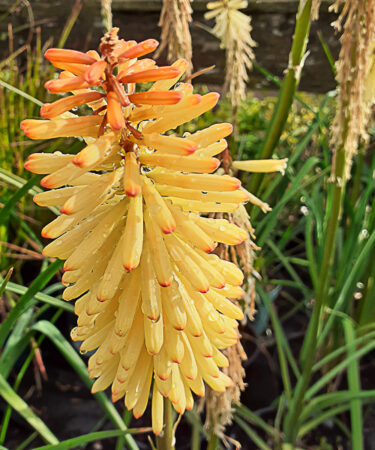 Kniphofia 'Moonstone'