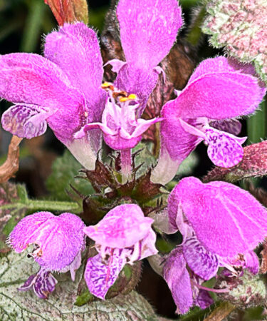 Lamium Mac. 'Beacon Silver'