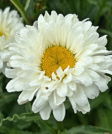 Leucanthemum 'Victorian Secret'