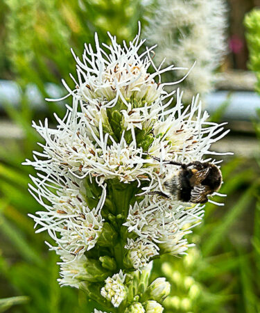Liatris 'Floristan White'