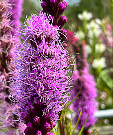 Liatris spicata 'Kobold' (goblin)