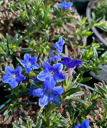 Lithodora Diffusum Grace Ward