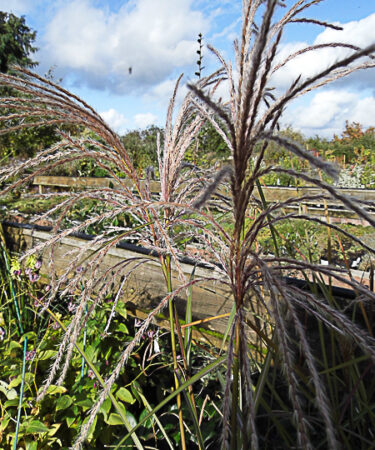 Miscanthus Sinensis 'Graziella'