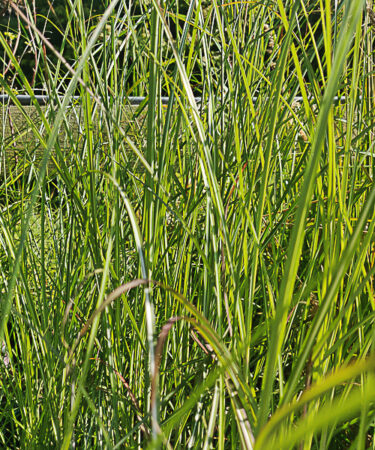 Miscanthus sinensis 'Gracillimus'