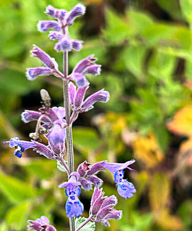 Nepeta x Faassenii 'Dropmore'