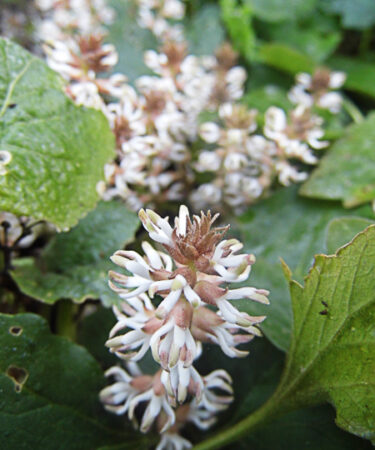 Pachysandra procumbens