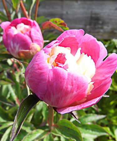 Paeonia lact. 'Gay Paree'