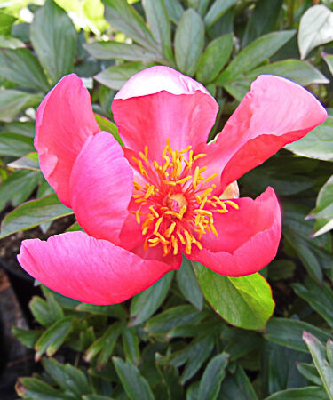 Paeonia peregrina 'Otto Froebel' AGM