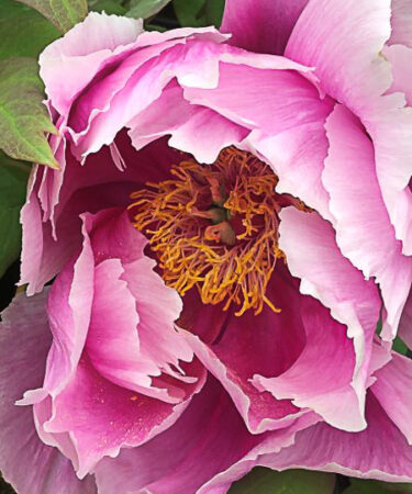 Paeonia- Shrub suff. 'Double Lavender'