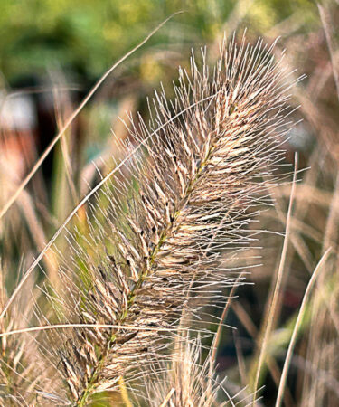 Pennisetum alop.'Little Bunny'