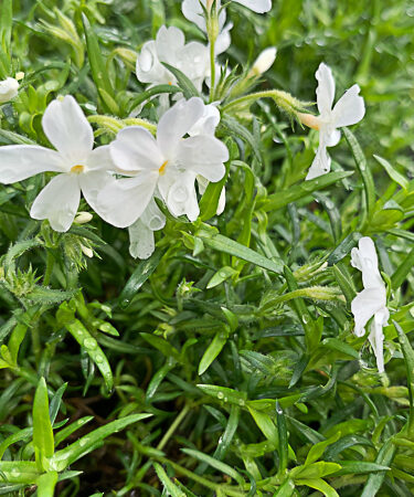 Phlox- Alpine Sub. White Delight