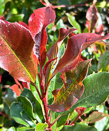 Photinia 'Dynamo Red'