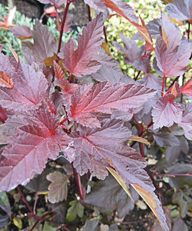 Physocarpus opulifolius 'Diable D'Or'
