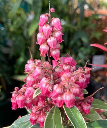 Pieris japonica 'Polar Passion'