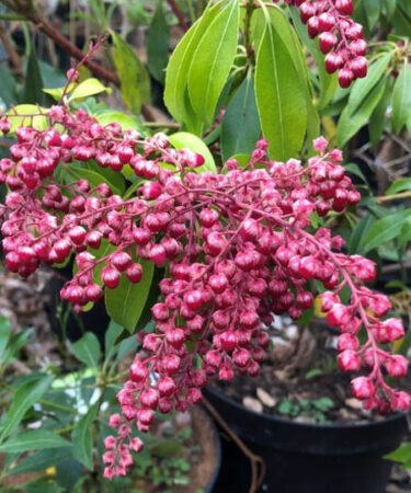 Pieris Japonica 'Valley Valentine'