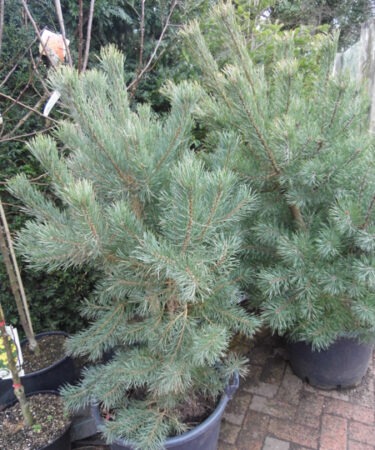 Pinus sylvestris 100-125 AGM