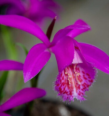 Pleione tongariro