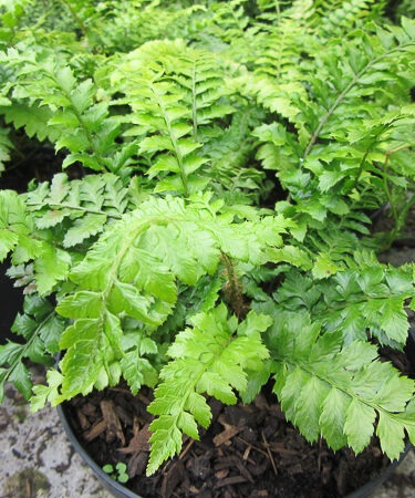 Polystichum polyblepharum AGM