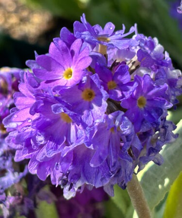 Primula denticulata 'Lila'