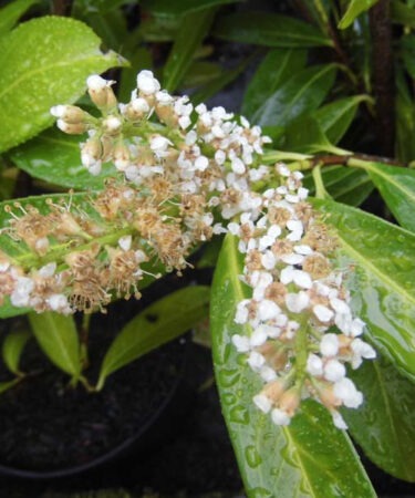 Prunus lauroc. 'Caucasica'